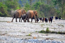 শীত পড়তেই পাহাড়মুখী পর্যটকরা, পাল্লা দিয়ে ভিড় বাড়ছে জয়ন্তী-চিলাপাতা-বক্সায়