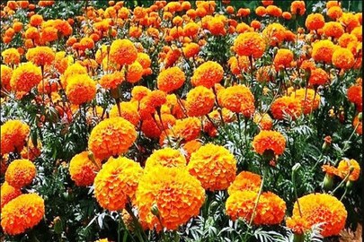 গাঁদা চাষে আগ্রহ বাড়ছে৷  গাঁদা চাষে আগ্রহ বাড়ছে৷