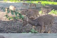 বাড়ছে হরিণ, এসেছে রকমারি পাখি, শীতে নতুন আকর্ষণ বারদুয়ারি ডিয়ার পার্ক বাড়ছে হরিণ, এসেছে রকমারি পাখি, শীতে নতুন আকর্ষণ বারদুয়ারি ডিয়ার পার্ক