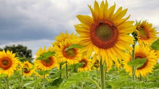 সূর্যমুখী তেলের উপকারিতাগুলি সম্পর্কে জেনে নেওয়া যাক