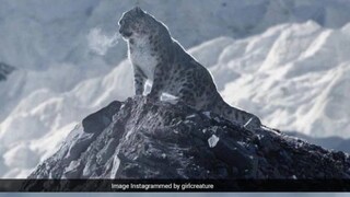 নেপালের খুম্বু হিমবাহের ‘ফ্যান্টম অ্যালি’-তে বরফে মোড়া চূড়ায় ধরা দিয়েছে তুষারচিতা ( ছবি-ইনস্টাগ্রাম) নেপালের খুম্বু হিমবাহের ‘ফ্যান্টম অ্যালি’-তে বরফে মোড়া চূড়ায় ধরা দিয়েছে তুষারচিতা ( ছবি-ইনস্টাগ্রাম)