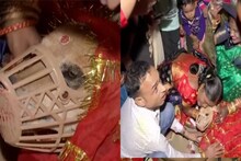 গায়ে হলুদ, মেহেন্দির পর ‘সাতপাকে বাঁধা’ দুই পোষ্য সারমেয়, ভোজ খেলেন ১০০ অতিথি
