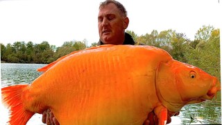 ব্রিটিশ মাছশিকারির জালে ধরা পড়ল ৩০ কেজি ওজনের গোল্ডফিশ ব্রিটিশ মাছশিকারির জালে ধরা পড়ল ৩০ কেজি ওজনের গোল্ডফিশ