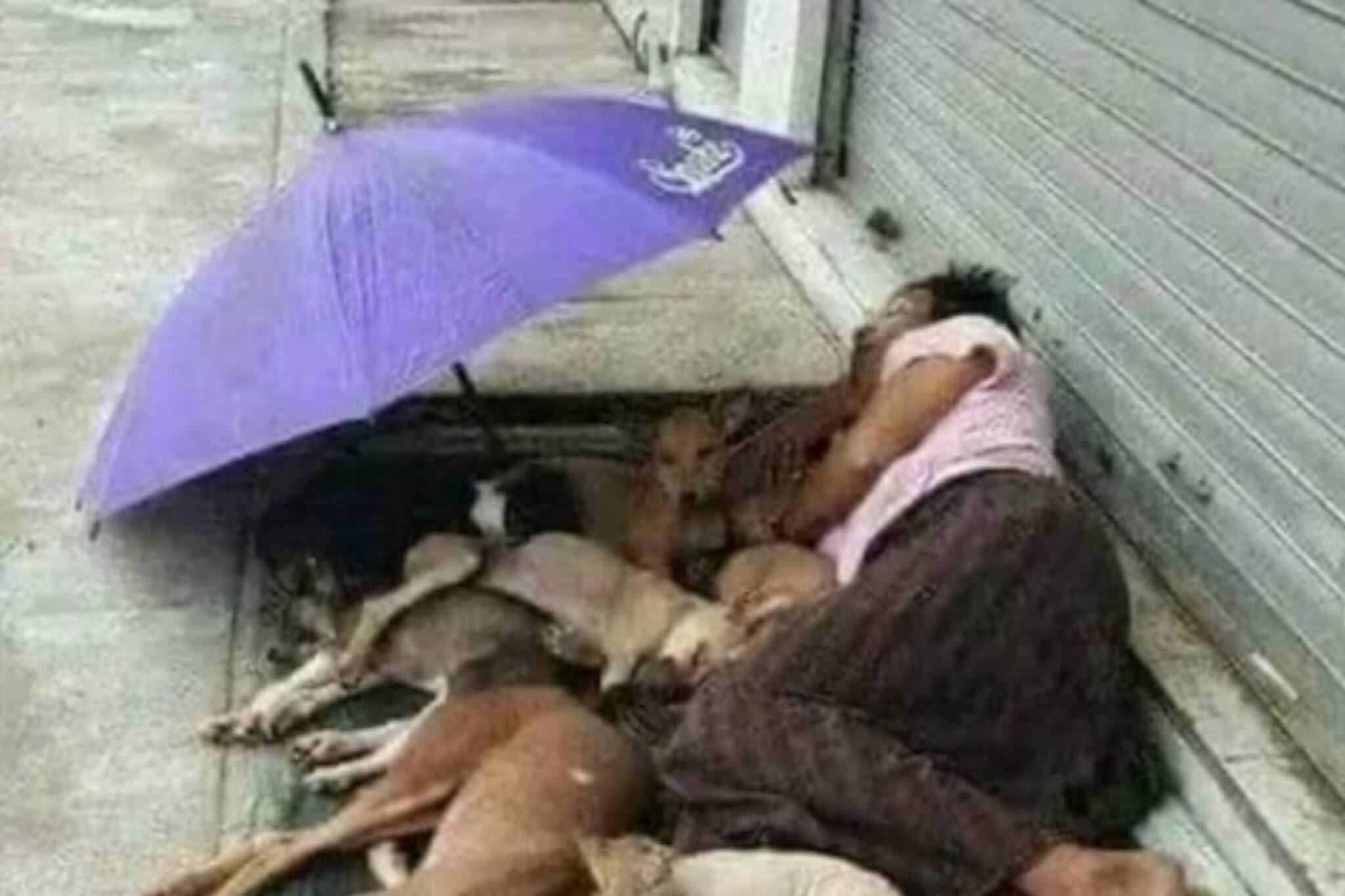 ফুটপাতবাসীর মলিন চাটাইয়ে আশ্রয় পথকুকুরদেরও, গৃহহীনের মানবিকতায় মুগ্ধ নেটদুনিয়া