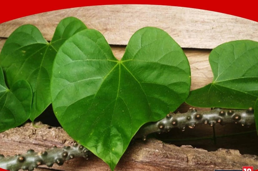 গিলয় বা গুলঞ্চ আয়ুর্বেদশাস্ত্রে গুরুত্বপূর্ণ ভেষজ৷ বাড়তি গ্লুকোজ পুড়িয়ে ডায়াবেটিসকে বশে রাখে গুলঞ্চর কাণ্ড৷ খাওয়া যায় জুস বা পাউডার হিসেবে৷