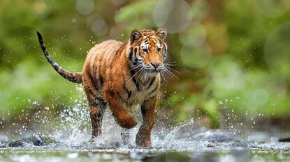 প্রতীকী ছবি প্রতীকী ছবি