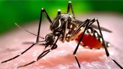 ডেঙ্গির সংক্রমণও বেড়েই চলেছে ডেঙ্গির সংক্রমণও বেড়েই চলেছে