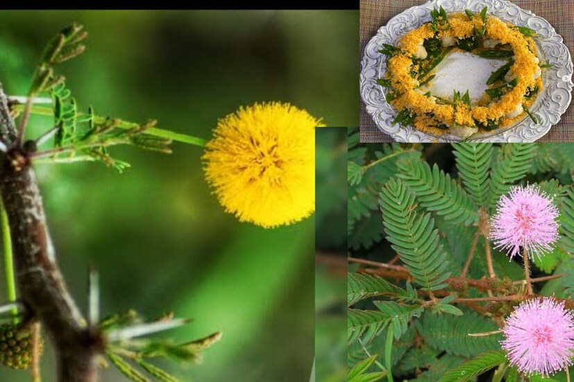 ‘মিমোসা’ এক ধরনের ফুল৷ ছোট ছোট বলের মতো মিমোসা ফুলের সঙ্গে আকৃতিগত সাদৃশ্যের জন্যই এই নামকরণ৷
