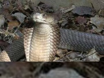 প্রতীকী ছবি