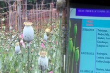 ডিসেম্বর জানুয়ারি এলেই বাড়ে পোস্ত চাষ! আগাম লাগাম দিতে প্রশাসনের ব্যবস্থা