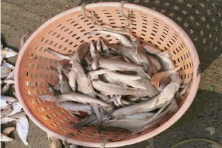 ট্রলার থেকে উদ্ধার হওয়া হাঙর৷ 