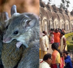 কালনায় আচমকা অচল 'লাইট অ্যান্ড সাইট