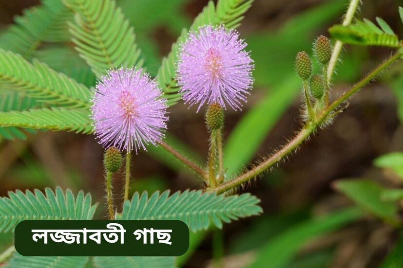ভগবান শিবকে লজ্জাবতী পাতা নিবেদন করলে তিনি  খুব খুশি হন এছাড়াও প্রতি শনিবার লজ্জাবতী গাছের কাছে সরিষার তেলের প্রদীপ জ্বালালে ঘরে আসা সমস্ত ঝামেলা দূর হয়। নেতিবাচক শক্তির প্রভাব আপনার ঘর  থেকে বিতাড়িত হয়৷