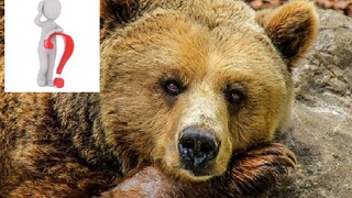 North Bengal News: Leopard trapped in a cage fitted for bear - Photo- Representative North Bengal News: Leopard trapped in a cage fitted for bear - Photo- Representative