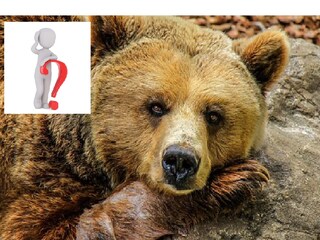 North Bengal News: Leopard trapped in a cage fitted for bear - Photo- Representative 