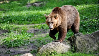 North Bengal News: Bear can be seen in many parts just beginning of winter- Photo -Representative 