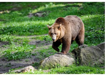 North Bengal News: Bear can be seen in many parts just beginning of winter- Photo -Representative 