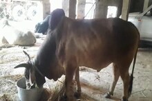 গরু পাচারের নতুন টেকনিক, এ কী দেওয়া হচ্ছে গরুদের! হাড়হিম তথ্য প্রকাশ্যে