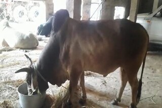 গরু পাচারে নতুন টেকনিক