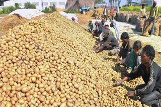 আলু চাষিদের জন্য সুসংবাদ