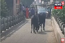 দুই ষাঁড়ের লড়াই ঘিরে উত্তাল দুর্গাপুর, বিপাকে এলাকাবাসী, দেখুন ভিডিও-- দুই ষাঁড়ের লড়াই ঘিরে উত্তাল দুর্গাপুর, বিপাকে এলাকাবাসী, দেখুন ভিডিও--