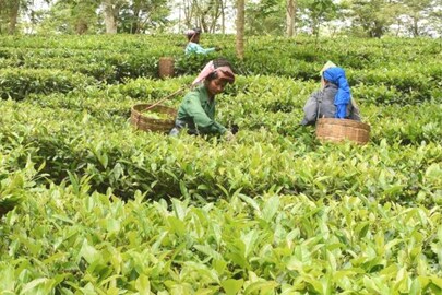 চা বাগান।- প্রতীকী ছবি