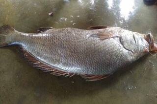 এক মাছেই ভাগ্যবদল