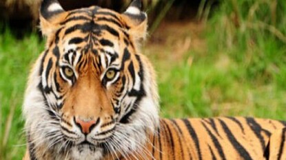 রাজ্যে বেড়েছে বাঘের সংখ্যা, জানাচ্ছেন বনমন্ত্রী রাজ্যে বেড়েছে বাঘের সংখ্যা, জানাচ্ছেন বনমন্ত্রী