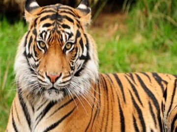 রাজ্যে বেড়েছে বাঘের সংখ্যা, জানাচ্ছেন বনমন্ত্রী