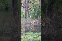 বান্ধবগড় ব্যাঘ্র প্রকল্পে দেখা গেল আজব দৃশ্য! এ কী করল এই বাঘটি? দেখুন... বান্ধবগড় ব্যাঘ্র প্রকল্পে দেখা গেল আজব দৃশ্য! এ কী করল এই বাঘটি? দেখুন...