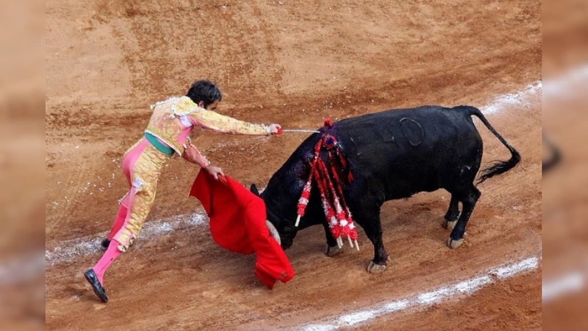 ষাঁড়-গরু লাল রং দেখলেই রেগে তেড়ে আসে কেন? আসল বৈজ্ঞানিক কারণ জানলে চমকে যাবেন ষাঁড়-গরু লাল রং দেখলেই রেগে তেড়ে আসে কেন? আসল বৈজ্ঞানিক কারণ জানলে চমকে যাবেন