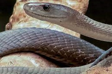 Black Mamba-র মাত্র দু'ফোঁটা বিষে সব শেষ, দেখা মানেই মৃত্যুকে প্রত্যক্ষ করা