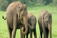 মেদিনীপুরের Gopegarh Eco Park এর মধ্যে ঢুকে গেল দলছুট হাতি