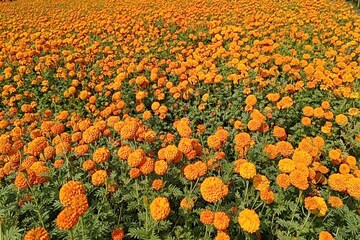 মাঠে