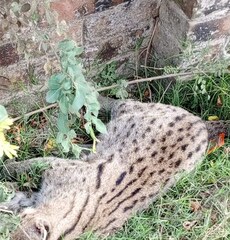 বাঘরোলের মৃত্যু ভাবাচ্ছে