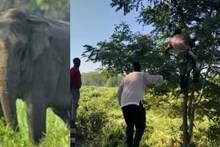 কেউ উঠল মগডালে, কেউ দিল ছুট! হাতির হানায় আলিপুরদুয়ারে লঙ্কাকাণ্ড