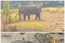 সকাল সকাল বন্য হাতির কবলে কৃষক, কী হল তারপর... সকাল সকাল বন্য হাতির কবলে কৃষক, কী হল তারপর...