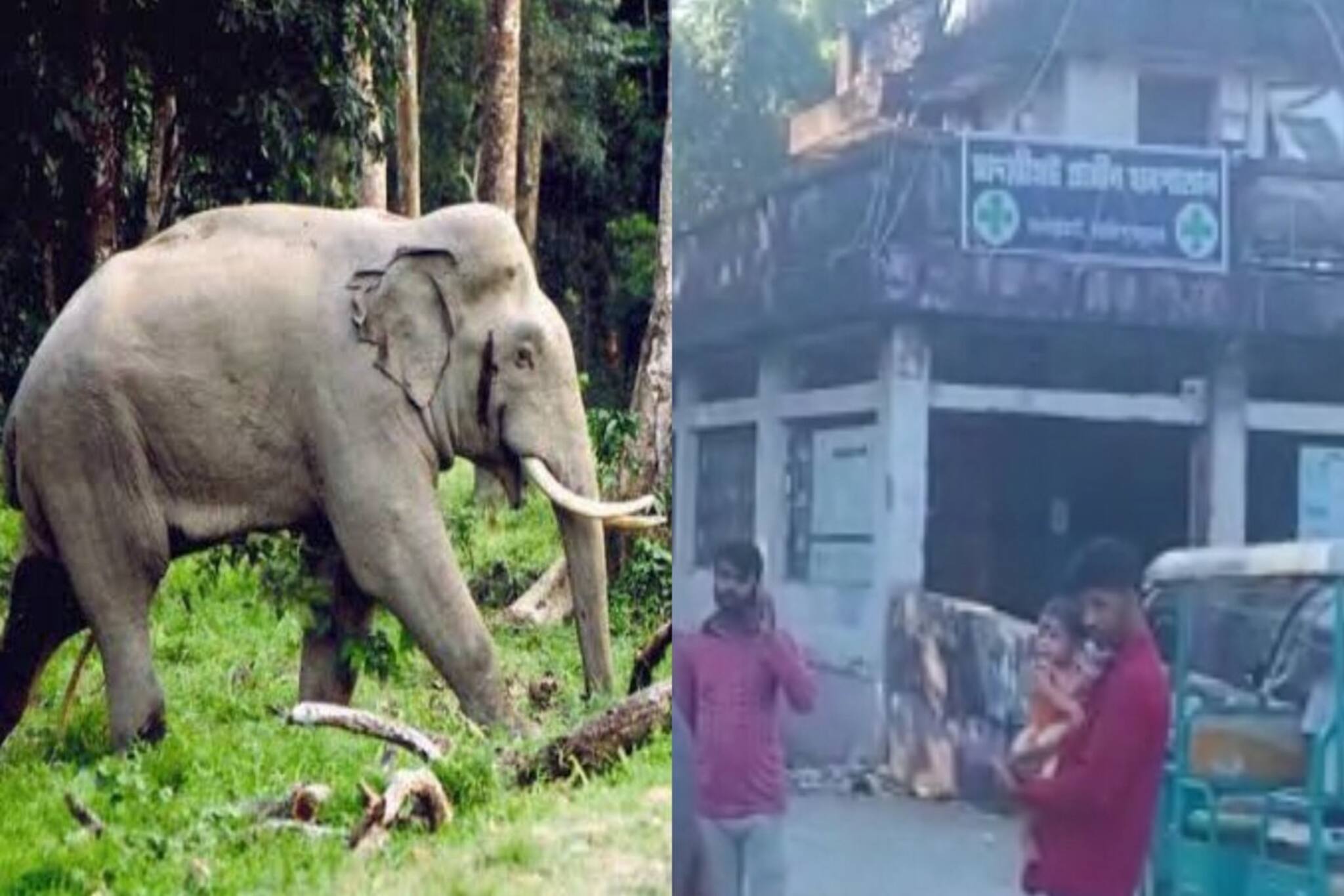 হাতির হানায় মাদারিহাটে মৃত্যু হল এক ব্যক্তির