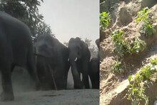 আলিপুরদুয়ারের বাগান ও আলুক্ষেতে দিনের আলোয় হাতির হানা