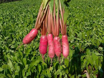 লাল