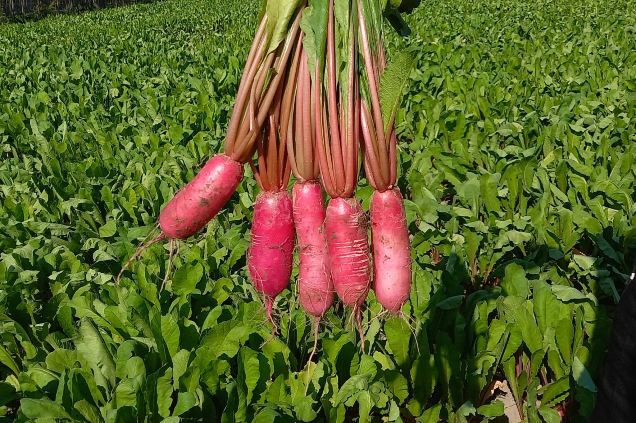 ক্যান্সার থেকে স্ট্রেস! নানা রোগের মুক্তি এই সবজিতে! শীতকালে চুটিয়ে খান!