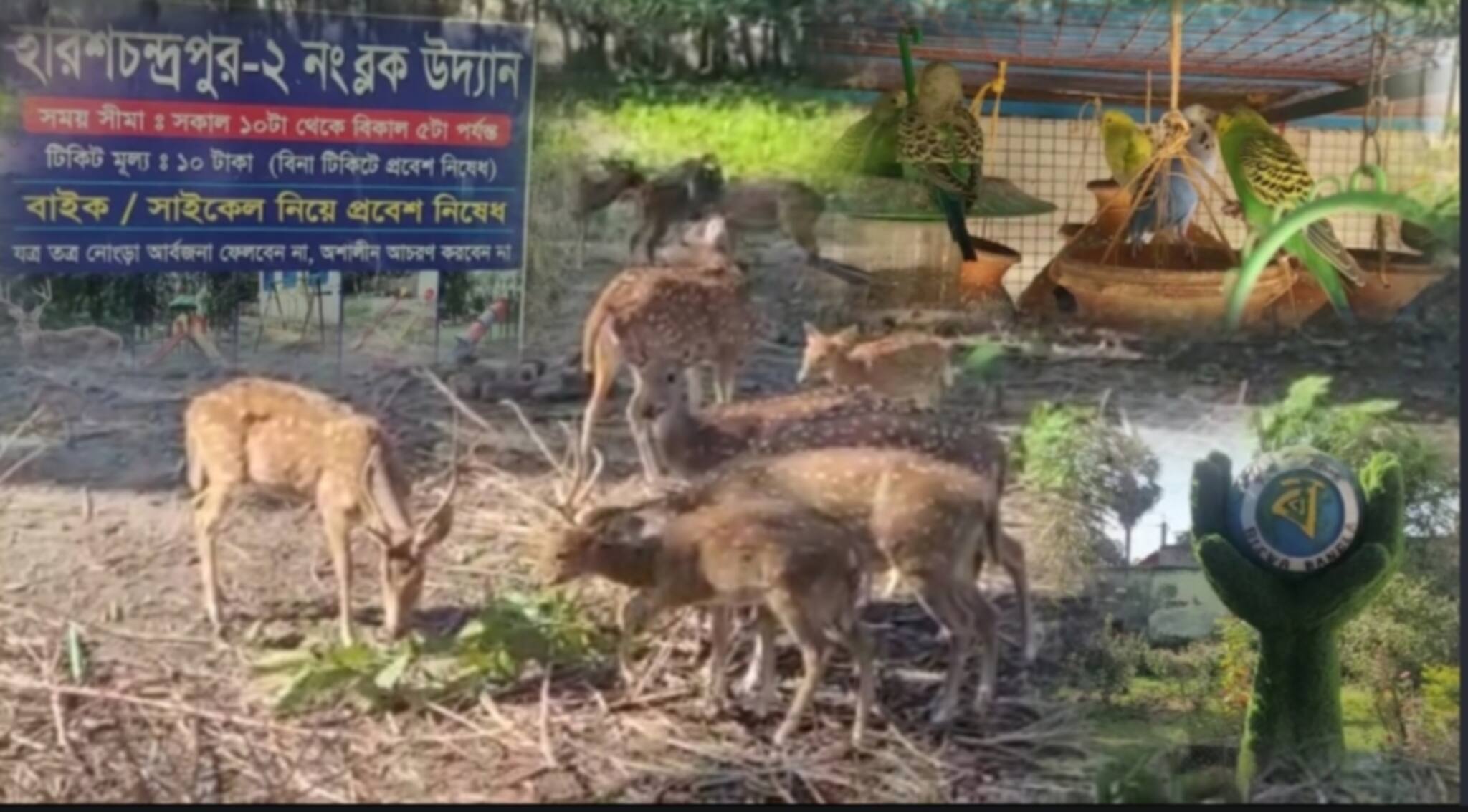 হরিণ দেখার শখ! মাত্র ১০ টাকাতেই স্বপ্ন সত্যি! একদিনেই ঘুরে আসুন! রইল খোঁজ