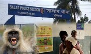 কাউকে কষিয়ে মারছে চড় কাউকে দিচ্ছে কামড়ে! বেয়ারা হনুমানের তাণ্ডবে ভয়ে কাঁটা গোটা গ্রাম