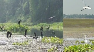 পরিযায়ী পাখি