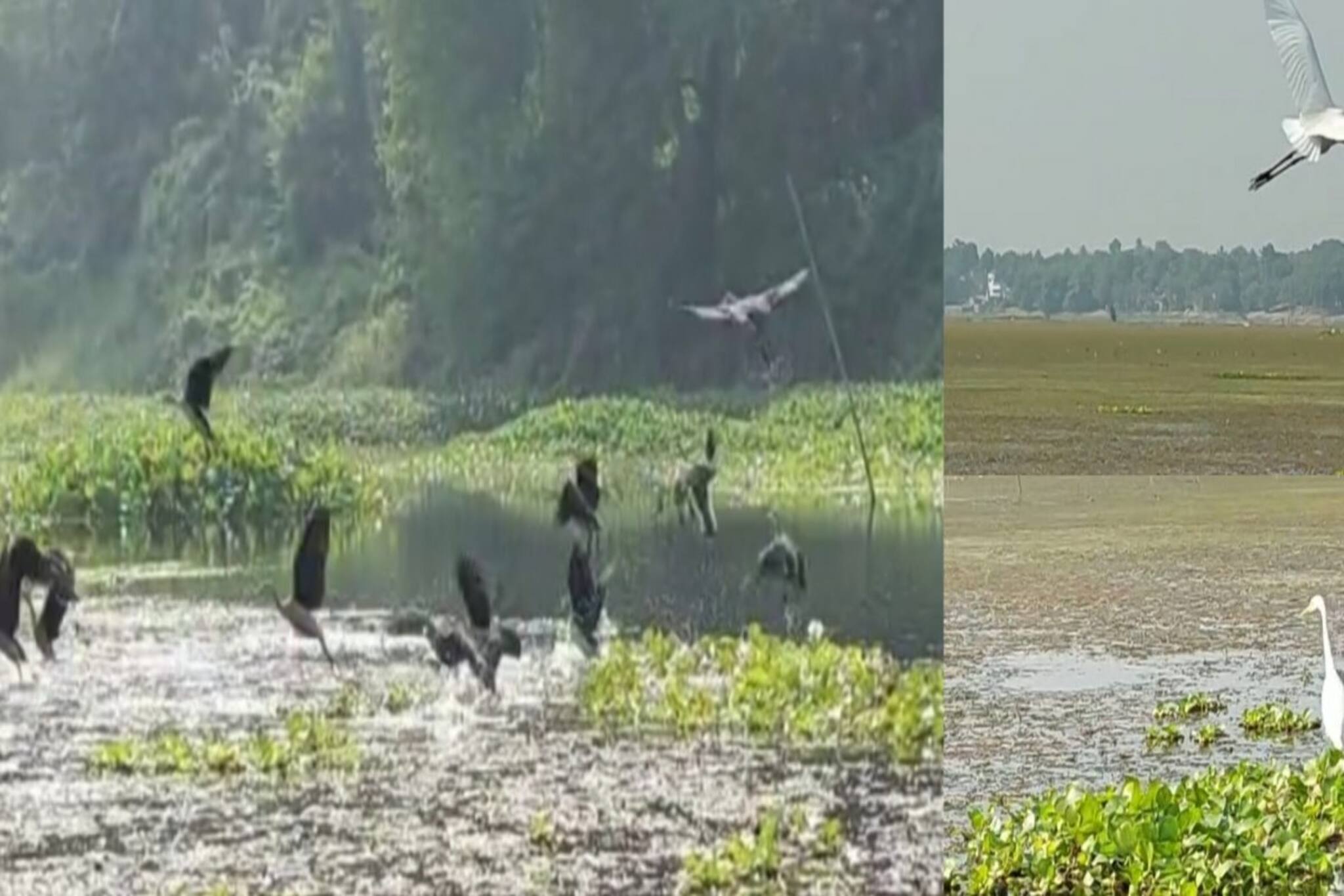 দামোদরে ফিরল পরিযায়ী পাখিরা! চোরা চালানকারীদের হাত থেকে বাঁচবে তো?বিরাট চক্রান্ত