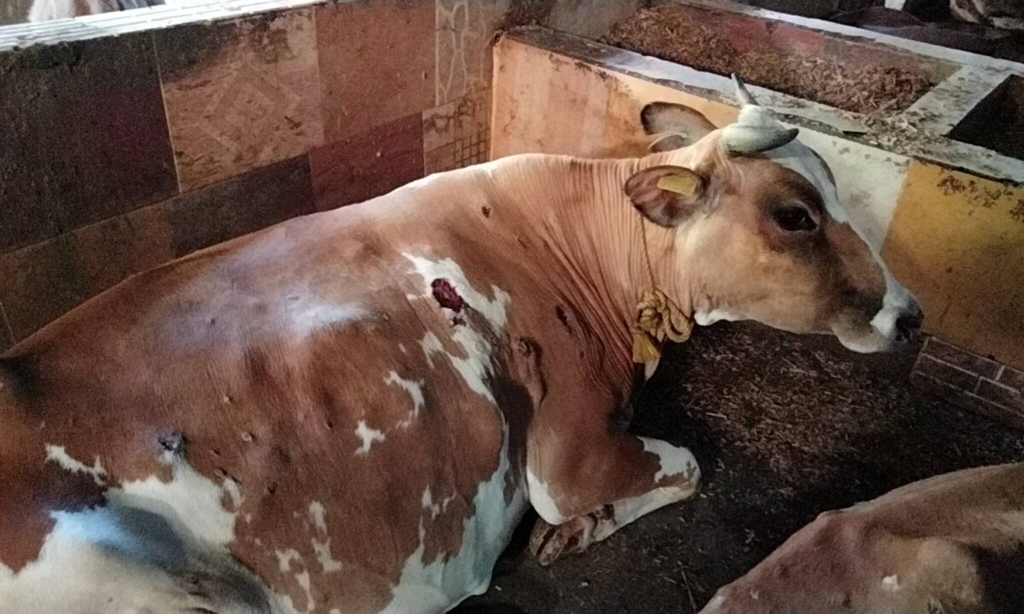 ভয়ঙ্কর লাম্পি ভাইরাস! কী এই রোগ থাবা বাসাচ্ছে? জানুন