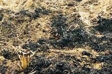 জমির ধান আগুনে পুড়ে ছাই! সংকটে কৃষকের পরিবার