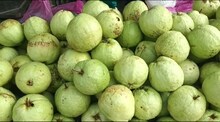 বারুইপুরের পেয়ারাকে টেক্কা! ফলের বাজার দখল করছে কে? জানলে চমকে যাবেন