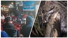 হাওড়ায় বাঘ! লাঠি নিয়ে তেড়ে গেল মানুষ! তারপর? জানুন