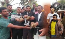 আদালতের বিচারে মুক্ত বালি হাঁস! সুখের সময় কাটছে পুকুরে